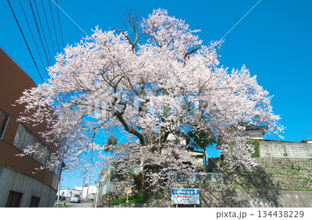 一本桜 -  青空に映える加賀沢の江戸彼岸（2014年7月） 134438229