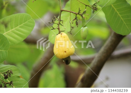 Yellow cashew fruit growing on tree branch in garden. Yellow cashew fruit growing on tree branch in garden. 134438239