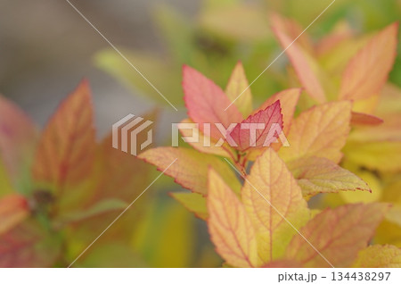 紅葉したシモツケの葉 134438297