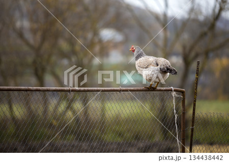 Big white and black nice hen on wire fence on bright sunny day on blurred colorful rural landscape copy space background. Farming of poultry, chicken meat and eggs production, healthy food concept. Big white and black nice hen on wire fence on bright sunny day on blurred colorful rural landscape copy space background. Farming of poultry, chicken meat and eggs production, healthy food concept. 134438442
