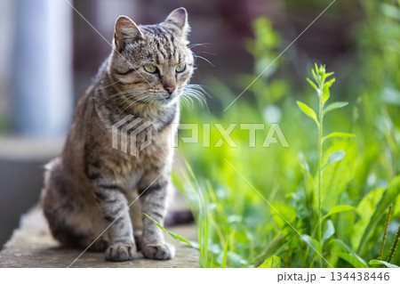 Big domestic cat enjoying warm summer weather. Big domestic cat enjoying warm summer weather. 134438446
