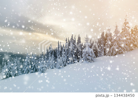 Beautiful winter mountain landscape. Tall dark green spruce trees covered with snow on mountain peaks and cloudy sky background. Beautiful winter mountain landscape. Tall dark green spruce trees covered with snow on mountain peaks and cloudy sky background. 134438450