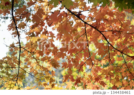 Beautiful autumn landscape in Tennessee mountain forest Beautiful autumn landscape in Tennessee mountain forest 134438461