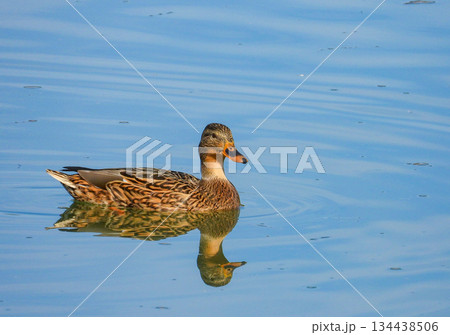 川で泳ぐマガモのメス 134438506