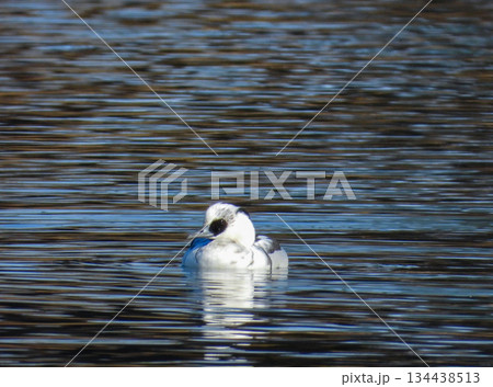 池で泳ぐミコアイサのオス 池で泳ぐミコアイサのオス 134438513