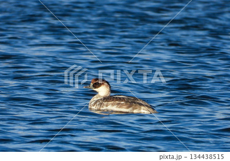 池で泳ぐミコアイサのメス 池で泳ぐミコアイサのメス 134438515