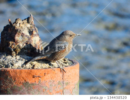 水辺に佇むイソヒヨドリの幼鳥 134438520