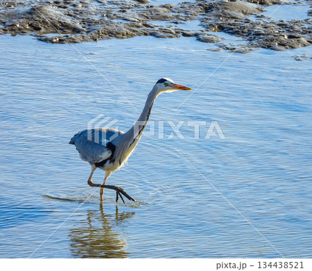 水の中を歩くアオサギ 水の中を歩くアオサギ 134438521