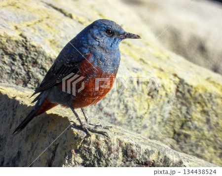 岩場に佇むイソヒヨドリのオス 134438524
