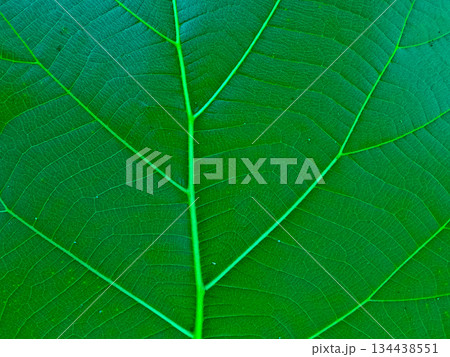 leaf texture image for background 134438551