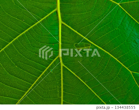 leaf texture image for background leaf texture image for background 134438555