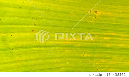 leaf texture image for background 134438562