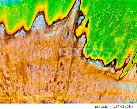 leaf texture image for background leaf texture image for background 134438567
