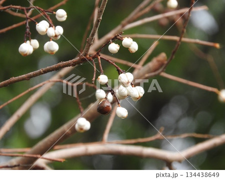 ナンキンハゼの実 134438649