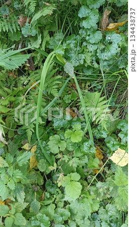 A lush scene featuring diverse green plants like ferns and grasses creates a natural tapestry. Ideal for nature-themed projects, promoting eco-tourism, or wellness products. 134438737