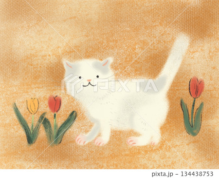 チューリップと白い猫 チューリップと白い猫 134438753