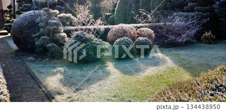 Garden landscape covered in hoarfrost during a cold winter morning, with sunlight creating long shadows on the frozen grass Garden landscape covered in hoarfrost during a cold winter morning, with sunlight creating long shadows on the frozen grass 134438950