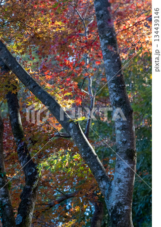 由布院金鱗湖の紅葉 由布院金鱗湖の紅葉 134439146