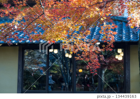 由布院金鱗湖の紅葉 由布院金鱗湖の紅葉 134439163