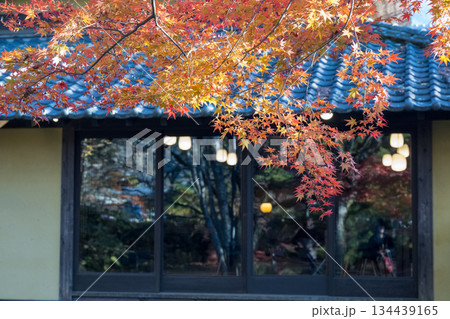 由布院金鱗湖の紅葉 由布院金鱗湖の紅葉 134439165