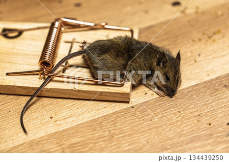 Caught in the Act A Mouse Trapped on a Wooden Floor, Rodent Control and Prevention Caught in the Act A Mouse Trapped on a Wooden Floor, Rodent Control and Prevention 134439250