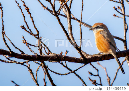 枝にとまるモズ・百舌鳥・コピースペース 枝にとまるモズ・百舌鳥・コピースペース 134439439
