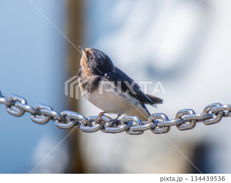 鎖にとまるツバメ 134439536