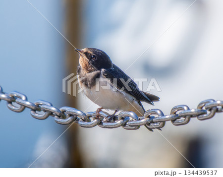 鎖にとまるツバメ 134439537