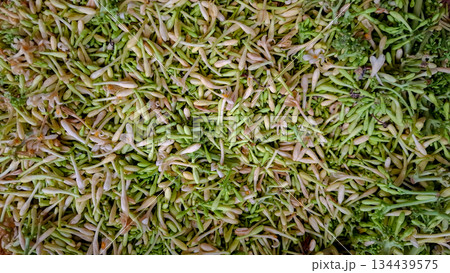 Fresh Papaya Flower Buds Background Top View Fresh Papaya Flower Buds Background Top View 134439575
