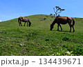 のんびり草を食む馬 134439671