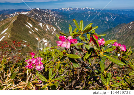 谷川岳のシャクナゲの花と上越国境稜線・苗場山の眺め 谷川岳のシャクナゲの花と上越国境稜線・苗場山の眺め 134439728