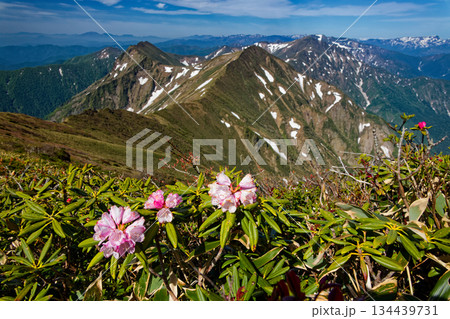 谷川岳のシャクナゲの花と上越国境稜線・苗場山の眺め 134439731