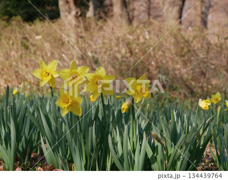 水仙の花が咲いた 水仙の花が咲いた 134439764
