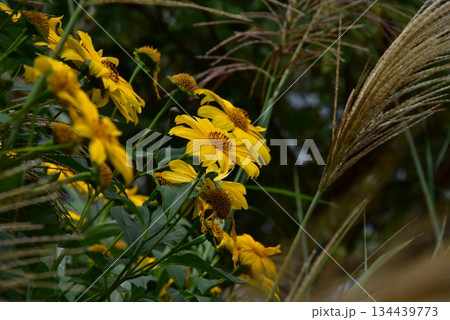 オオキンケイギク 134439773