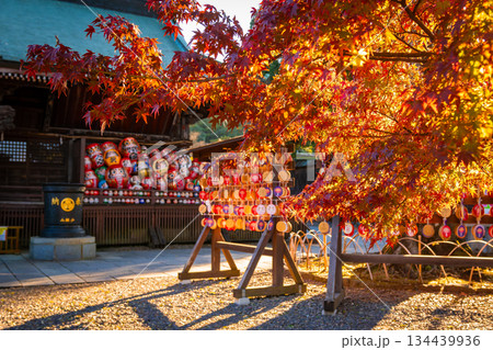 秋の少林山達磨寺から見た、夕陽に映える紅葉 134439936