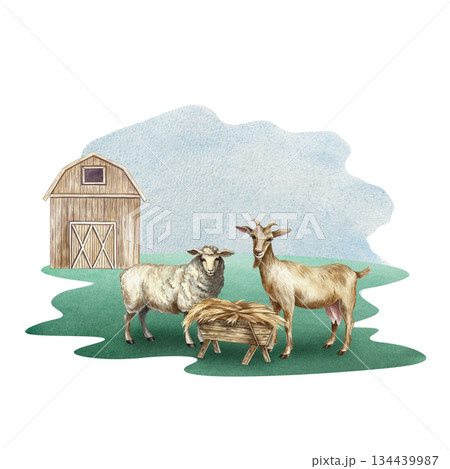 Farmyard. Hand-drawn watercolor illustration. Goat and ram eating hay in front of a barn. Concept of the agricultural industry. Design element for banners, labels, postcards, and more. 134439987