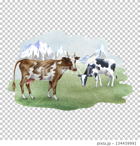 Grazing cows in a field with snow-capped mountains in the background. Hand-drawn watercolor illustration. For dairy farms or agricultural projects, for labels, packaging, banners, and more. 134439991