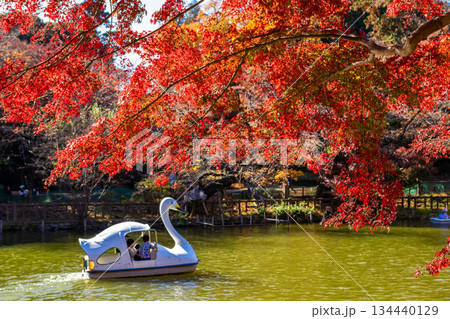 秋の東京・井の頭恩賜公園で見た、紅葉の中を進む白鳥ボート 134440129