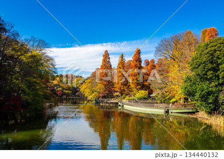 秋の東京・井の頭恩賜公園で見た、カラフルな紅葉と青空 134440132