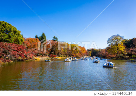 秋の東京・井の頭恩賜公園で見た、紅葉に囲まれた池に浮かぶボートと快晴の青空 134440134