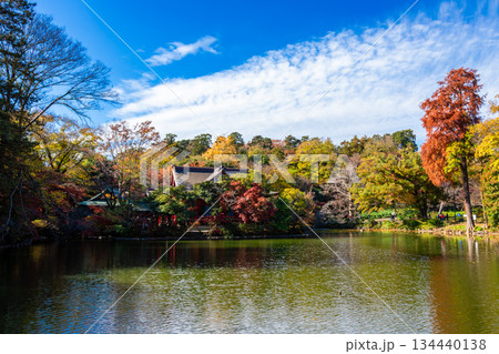 秋の東京・井の頭恩賜公園で見た、紅葉に染まる池と快晴の青空 134440138