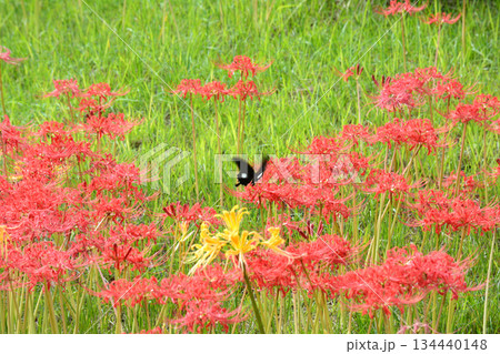 五島の旅・白良ヶ浜万葉公園　＃27 134440148