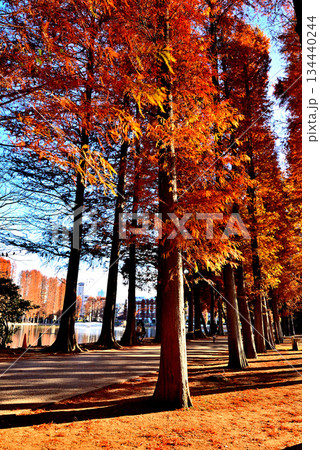 晩秋の別所沼公園 紅葉した落葉針葉樹の並木道 晩秋の別所沼公園 紅葉した落葉針葉樹の並木道 134440244
