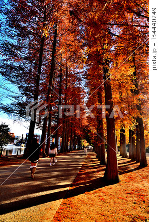 晩秋の別所沼公園　紅葉した落葉針葉樹の並木道 134440249