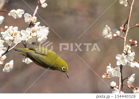 梅の花の蜜を吸うメジロ 134440329