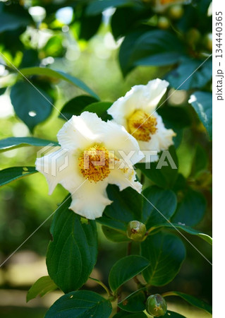 9548　サラジュ 134440365