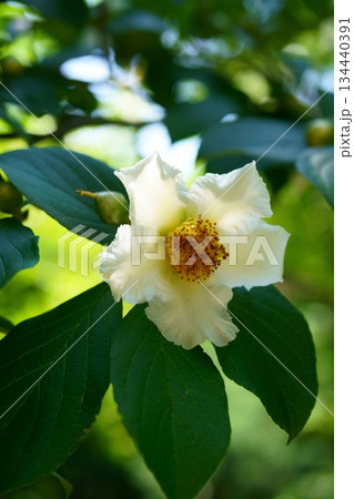 9547　サラジュ 134440391