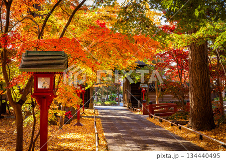 秋の東京・九品仏浄真寺で見たカラフルな紅葉に染まる参道 134440495