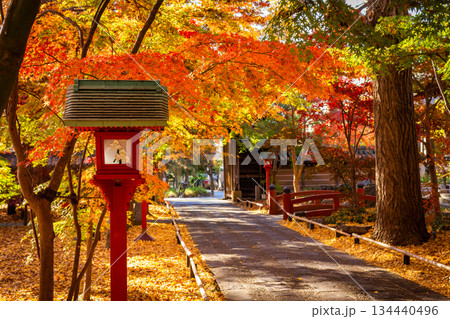 秋の東京・九品仏浄真寺で見たカラフルな紅葉に染まる参道 134440496
