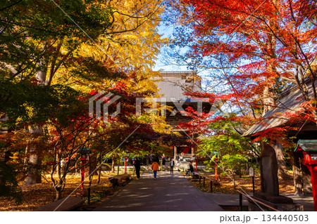 秋の東京・九品仏浄真寺で見た、紅葉に包まれる参道と快晴の青空 134440503